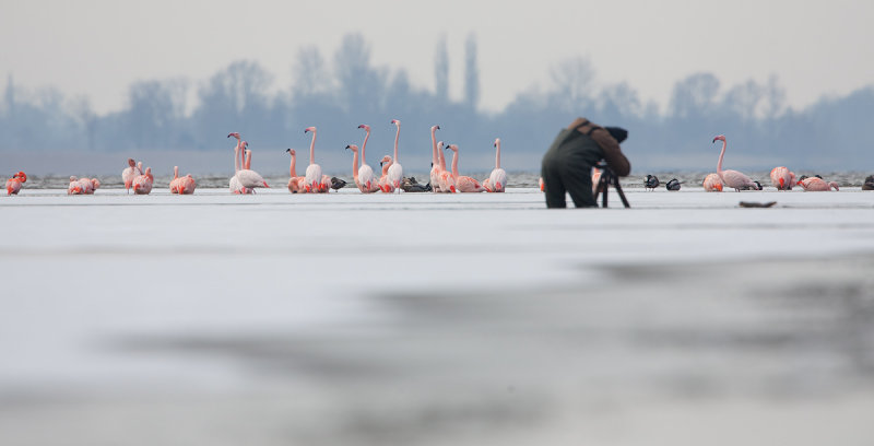 2013-03-13 flamingos elburg 12.jpg