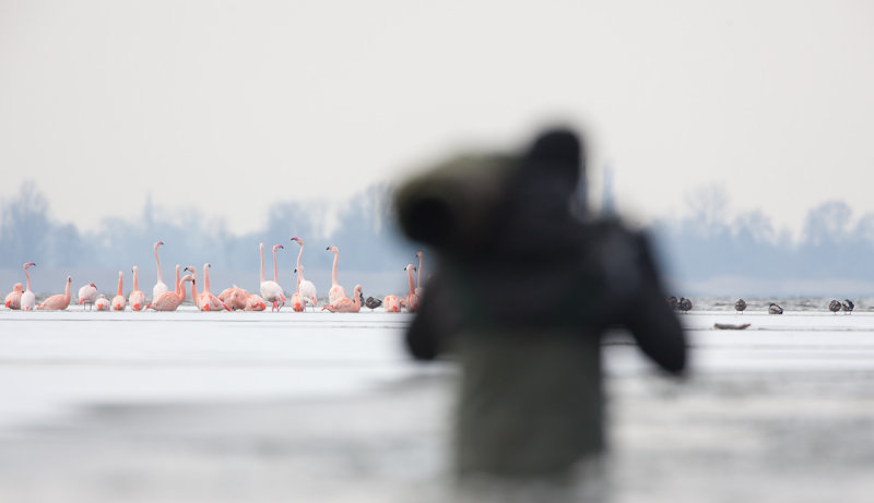 2013-03-13 flamingos elburg 14.jpg