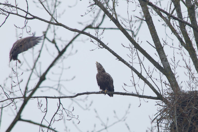 2013-03-20 zeearend nest 2.jpg