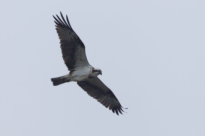 2013-03-31 visarend ketel.jpg