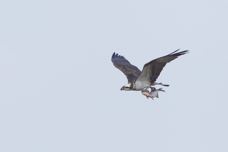 2013-03-31 visarend ketel 3.jpg