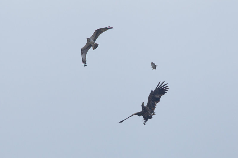 2013-03-31 zeearend ketel.jpg