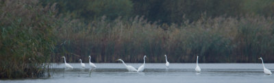 17-10-2012 ijsselmonding grote zilver.jpg