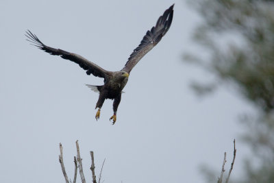 17-10-2012 ijsselmonding zeearend.jpg