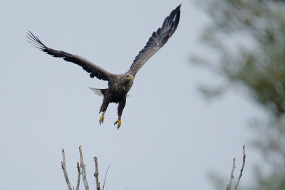 17-10-2012 ijsselmonding zeearend bp.jpg