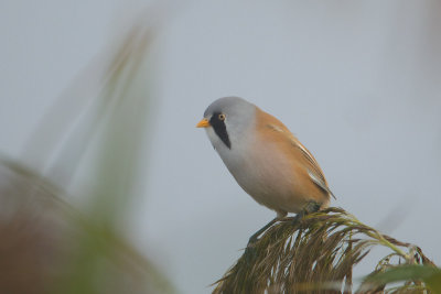 22-10-2012 baardman ijsselmonding 3.jpg