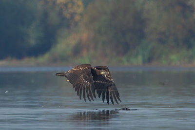 22-10-2012 zeearend ijsselmonding 2.jpg