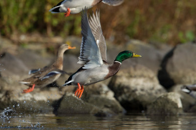 27-10-2012 ijssel wilde eend 2.jpg