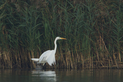 23-10-2012 grote zilver ijsselmonding jagen 3.jpg