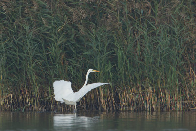 23-10-2012 grote zilver ijsselmonding jagen 1.jpg