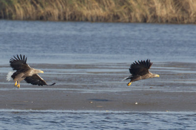 zeearend vossemeer 31-10-2012 3.jpg