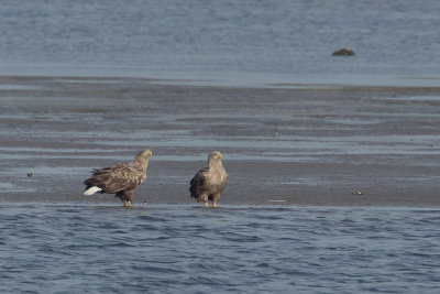 zeearend vossemeer 31-10-2012.jpg