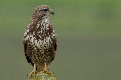 2012-11-04 buizerd ketelmeerdijk.jpg