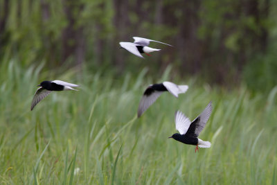 15-05-212 polen witvleugelstern 3.jpg