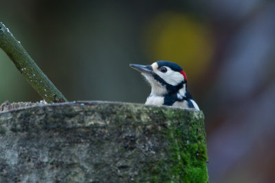 11-11-2012 grote bontr specht tuin 2.jpg