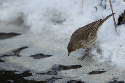 24-01-2013 kampereiland pieper 3.jpg