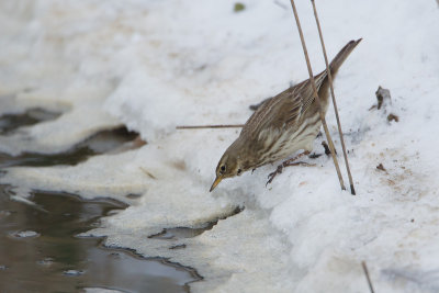 24-01-2013 kampereiland pieper 8.jpg