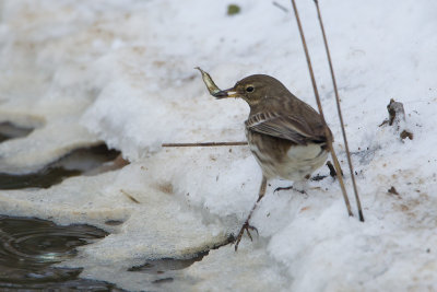 24-01-2013 kampereiland pieper 9.jpg