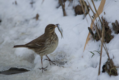 24-01-2013 kampereiland pieper 11.jpg