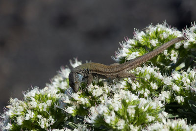 2013-02-01 hagedis la palma 2.jpg