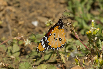 2013-02-01 vlinder la palma.jpg