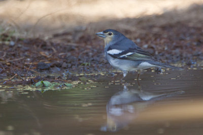 2013-01-31 la palma vink.jpg