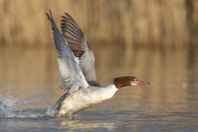 2013-02-12 ijssel grote zaagbek.jpg