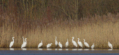 2013-02-12 ijsselmonding grote zilverreiger 2.jpg