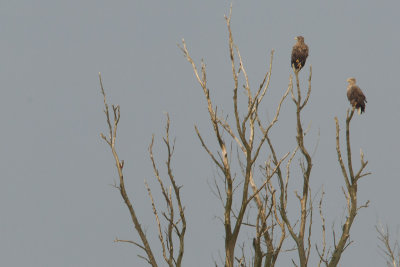 grote bonte specht