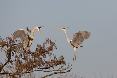 2013-03-05 kamoen blauwe reiger.jpg