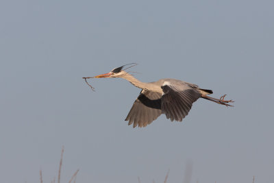 2013-03-05 kamoen blauwe reiger 2.jpg