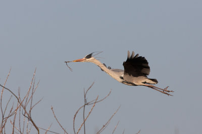 2013-03-05 kamoen blauwe reiger 3.jpg