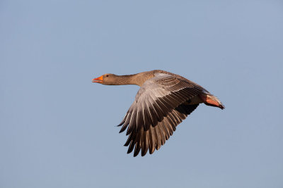 2013-03-05 kampen grauwe gans 2.jpg