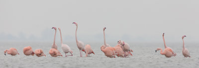 2013-03-07  flamingo elburg.jpg