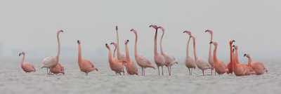 2013-03-07  flamingo elburg 2.jpg