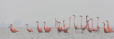 2013-03-07  flamingo elburg 3.jpg