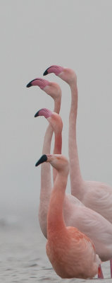 2013-03-07 flamingo elburg 4.jpg