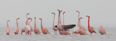 2013-03-07  flamingo elburg 6.jpg