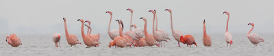 2013-03-07  flamingo elburg 7.jpg