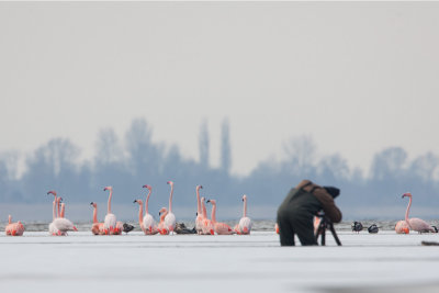 2013-03-13 flamingos elburg 2.jpg