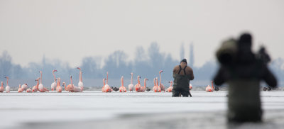 2013-03-13 flamingos elburg 3.jpg