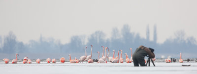 2013-03-13 flamingos elburg 4.jpg