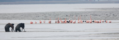 2013-03-13 flamingos elburg 5.jpg
