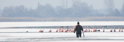 2013-03-13 flamingos elburg 7.jpg