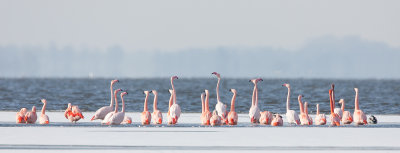 2013-03-13 flamingos elburg 8.jpg