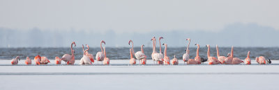 2013-03-13 flamingos elburg 9.jpg