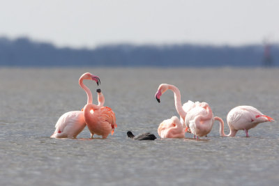 chileense_flamingo