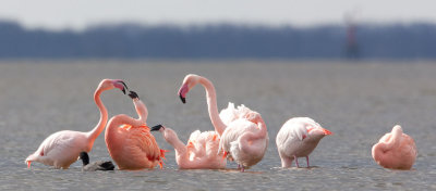 2013-03-14 elburg flamingos 2.jpg