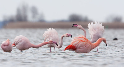 2013-03-14 elburg flamingos 5.jpg