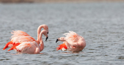 2013-03-14 elburg flamingos 6.jpg